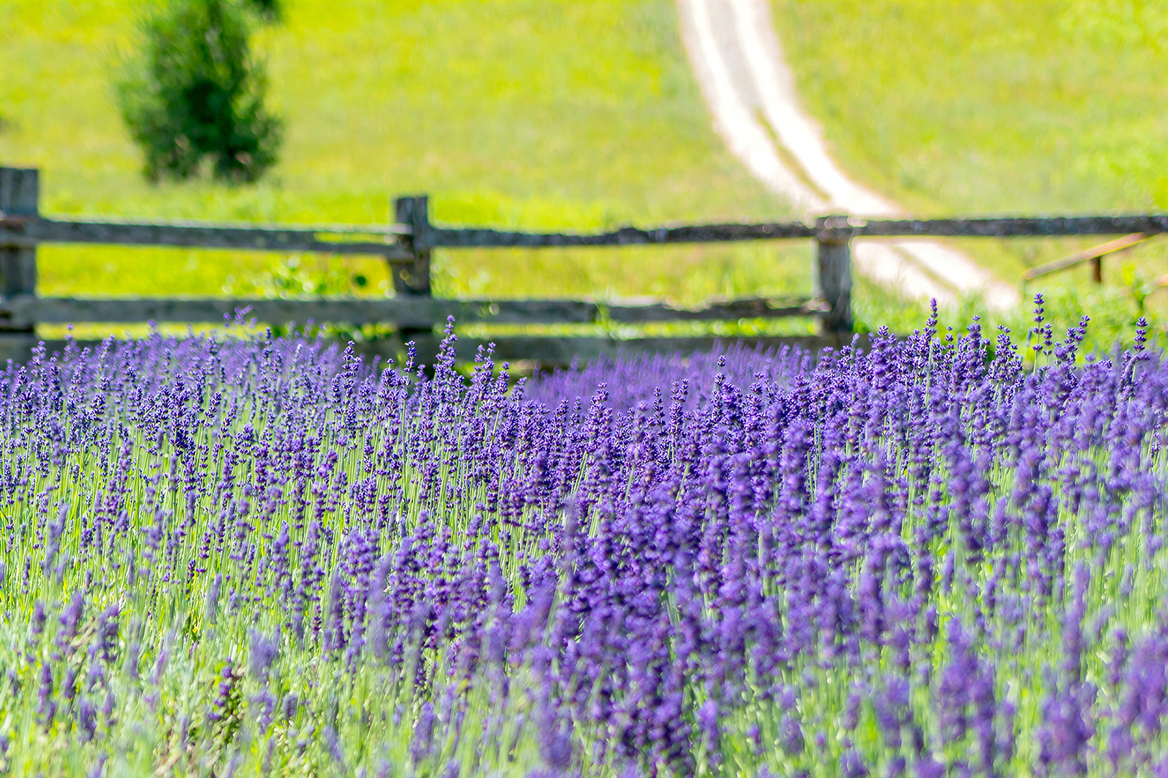 Lavender field along a country road in Northern Michigan